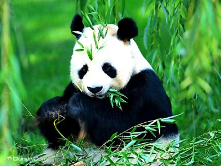 碧峰峽-最最可愛的熊貓.jpg